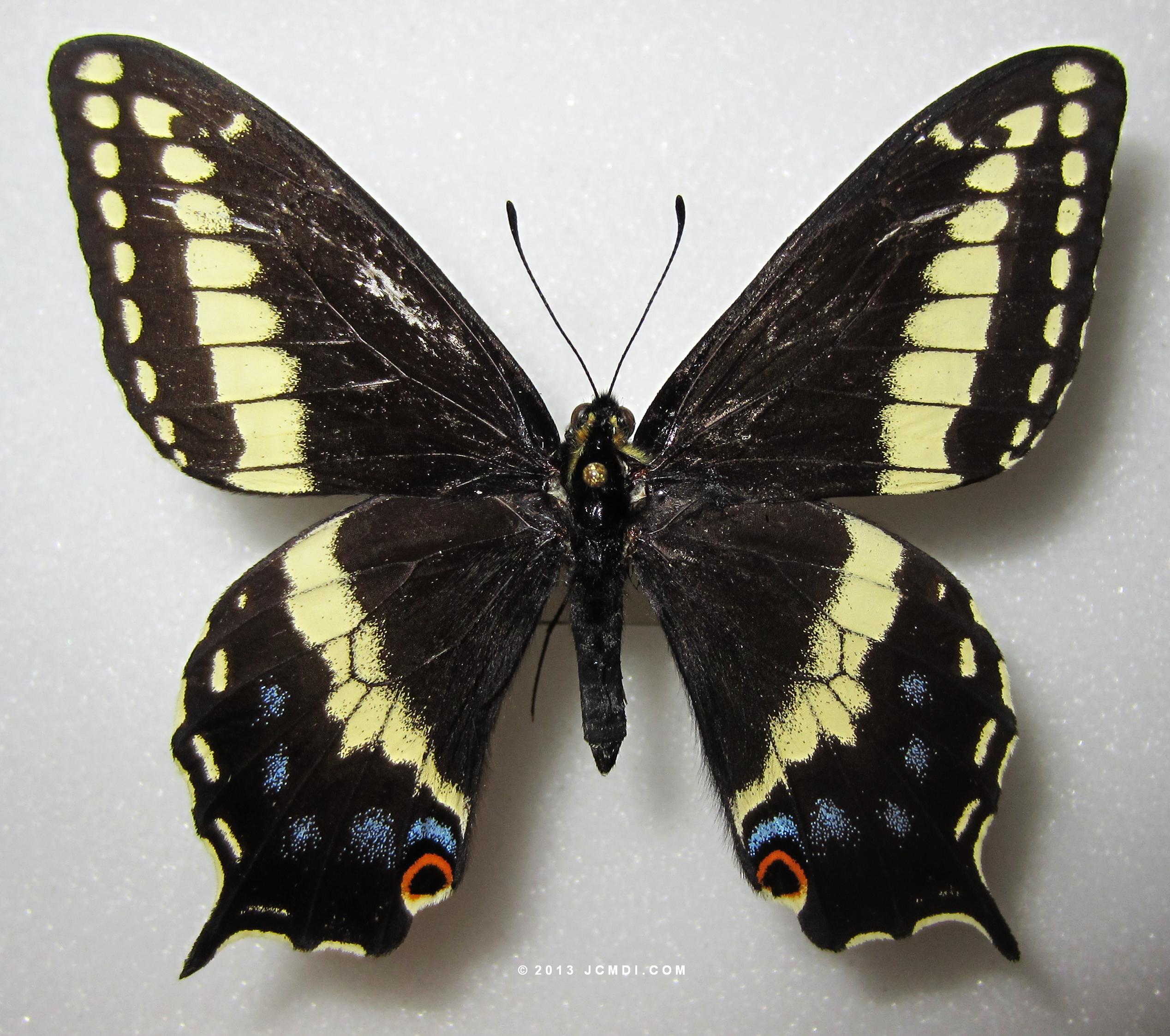Papilio indra calcicola intergrade